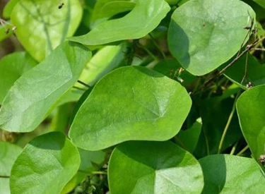 Stephania japonica leaf