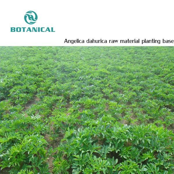 Angelica dahurica raw material planting base by Botanical Cube Inc.